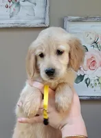 AKC Yellow Girl, a female Golden Retriever for sale in Klamath Falls, OR – 1 of 5