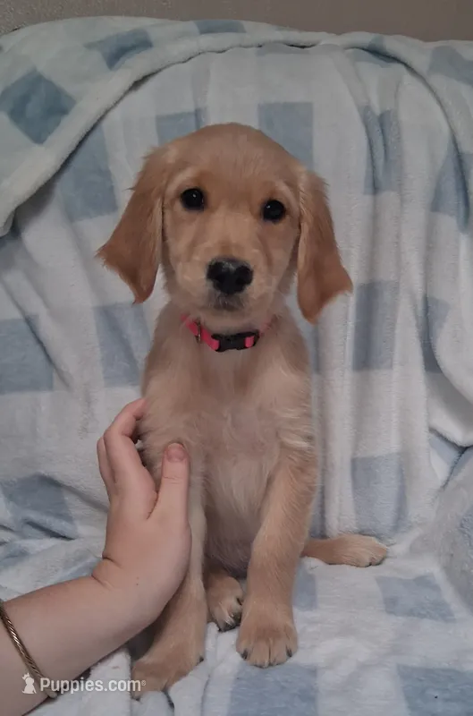 Miss Pink AKC – Golden Retriever puppy for sale in Klamath Falls, OR