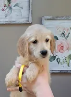 AKC Yellow Girl, a female Golden Retriever for sale in Klamath Falls, OR – 3 of 5