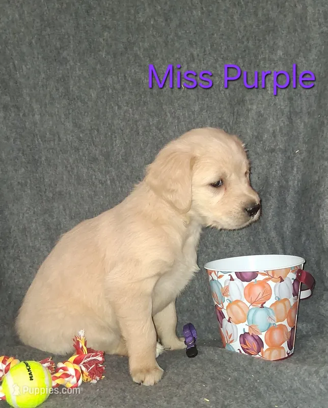 Purple AKC – Golden Retriever puppy for sale in Klamath Falls, OR