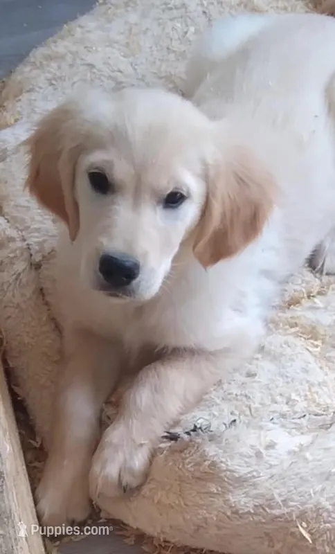 AKC BLUE BOY-12 weeks – Golden Retriever puppy for sale in Klamath Falls, OR