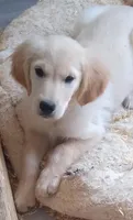 AKC BLUE BOY-12 weeks, a male Golden Retriever for sale in Klamath Falls, OR – 5 of 9