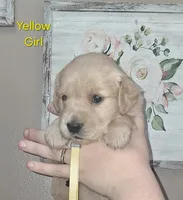 Yellow AKC, a female Golden Retriever for sale in Klamath Falls, OR – 3 of 6