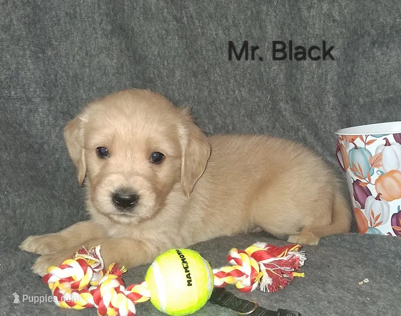 AKC Black – Golden Retriever puppy for sale in Klamath Falls, OR