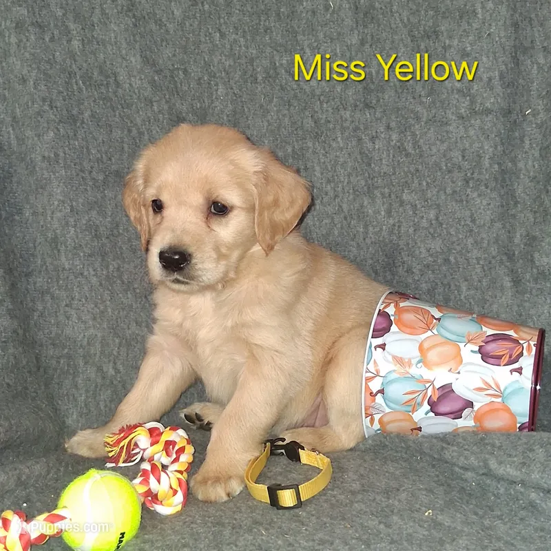 Yellow AKC – Golden Retriever puppy for sale in Klamath Falls, OR