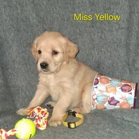 Yellow AKC, a female Golden Retriever for sale in Klamath Falls, OR – 2 of 10