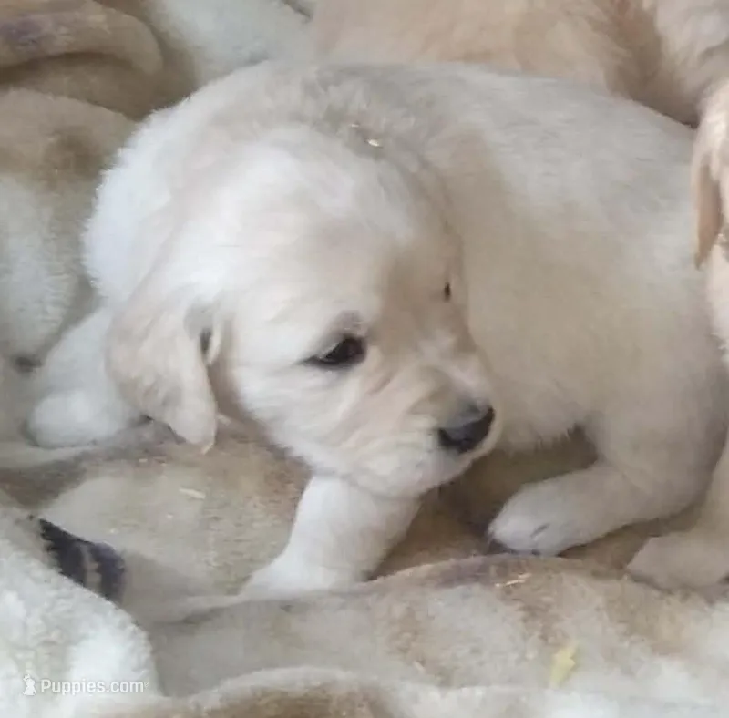 AKC GIRL LIGHT, a female Golden Retriever for sale in Klamath Falls, OR – Photo 1 of 3