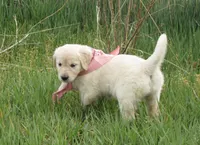 AKC TAUPE GIRL, a female Golden Retriever for sale in Klamath Falls, OR – Photo 5 of 8