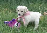 AKC TAUPE GIRL, a female Golden Retriever for sale in Klamath Falls, OR – Photo 4 of 8