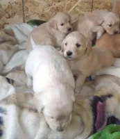 AKC GIRL LIGHT, a female Golden Retriever for sale in Klamath Falls, OR – Photo 3 of 3