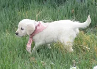 AKC TAUPE GIRL, a female Golden Retriever for sale in Klamath Falls, OR – Photo 6 of 8