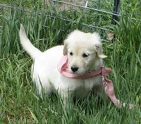AKC TAUPE GIRL, a female Golden Retriever for sale in Klamath Falls, OR – Photo 1 of 8