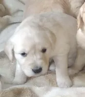 AKC GIRL LIGHT, a female Golden Retriever for sale in Klamath Falls, OR – Photo 2 of 3