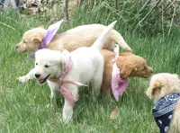 AKC TAUPE GIRL, a female Golden Retriever for sale in Klamath Falls, OR – Photo 3 of 8