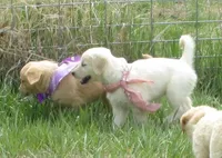 AKC TAUPE GIRL, a female Golden Retriever for sale in Klamath Falls, OR – Photo 2 of 8