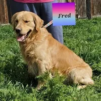 Mr.Black AKC, a male Golden Retriever for sale in Klamath Falls, OR – Photo 6 of 6