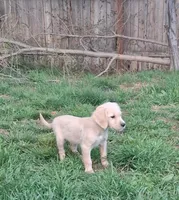 Mr.Black AKC, a male Golden Retriever for sale in Klamath Falls, OR – Photo 3 of 6