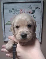 AKCBlack Boy, a male Golden Retriever for sale in Klamath Falls, OR – Photo 1 of 5