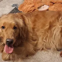 Mr.Black AKC, a male Golden Retriever for sale in Klamath Falls, OR – Photo 5 of 6
