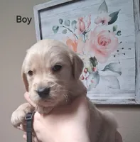 AKCBlack Boy, a male Golden Retriever for sale in Klamath Falls, OR – Photo 2 of 5