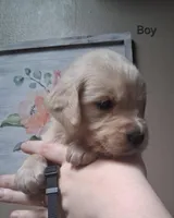 AKCBlack Boy, a male Golden Retriever for sale in Klamath Falls, OR – Photo 3 of 5