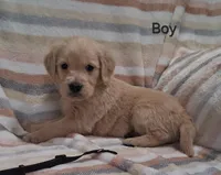 Mr.Black AKC, a male Golden Retriever for sale in Klamath Falls, OR – Photo 4 of 6