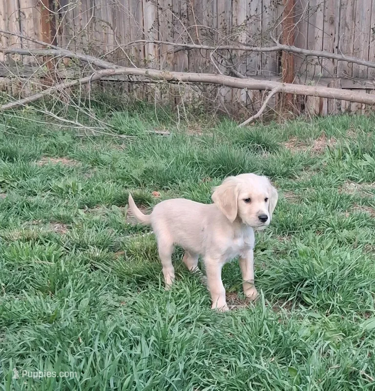 AKCBlack Boy – Golden Retriever puppy for sale in Klamath Falls, OR