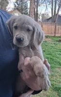 Mr.Black AKC, a male Golden Retriever for sale in Klamath Falls, OR – Photo 2 of 6