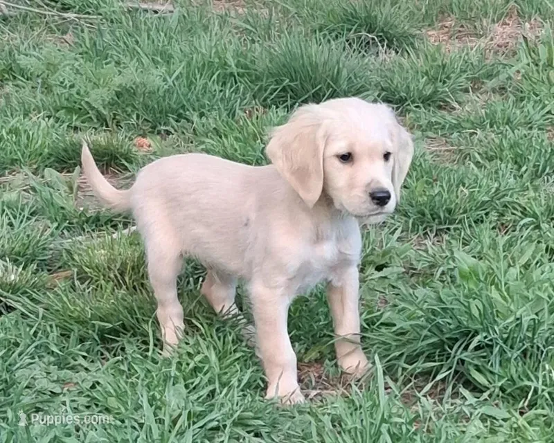 Mr.Black AKC – Golden Retriever puppy for sale in Klamath Falls, OR