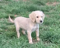 Mr.Black AKC, a male Golden Retriever for sale in Klamath Falls, OR – Photo 1 of 6