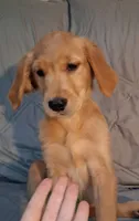 AKC Miss Neon, a female Golden Retriever for sale in Klamath Falls, OR – 4 of 10