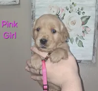 PINK AKC, a female Golden Retriever for sale in Klamath Falls, OR – 2 of 5