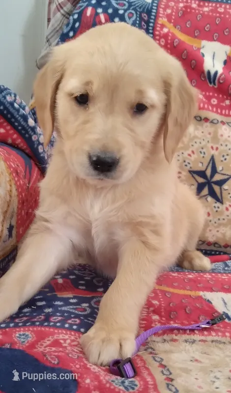 AKC VIOLET, a female Golden Retriever for sale in Klamath Falls, OR – 1 of 3