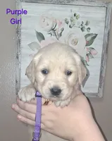 Purple AKC, a female Golden Retriever for sale in Klamath Falls, OR – 4 of 6