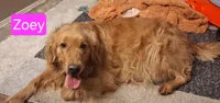 Rose AKC, a female Golden Retriever for sale in Klamath Falls, OR – 5 of 7