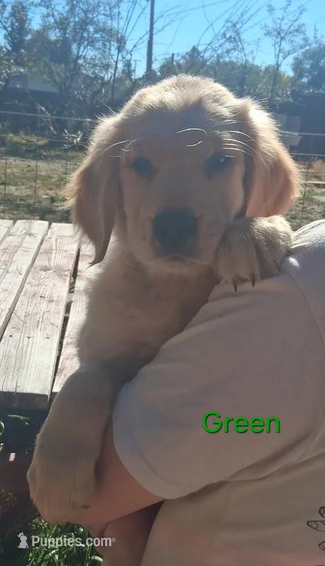 AKC Green – Golden Retriever puppy on hold in Klamath Falls, OR