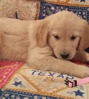 AKC HYACINTH, a female Golden Retriever for sale in Klamath Falls, OR – 1 of 3