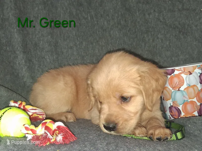 AKC Green – Golden Retriever puppy for sale in Klamath Falls, OR