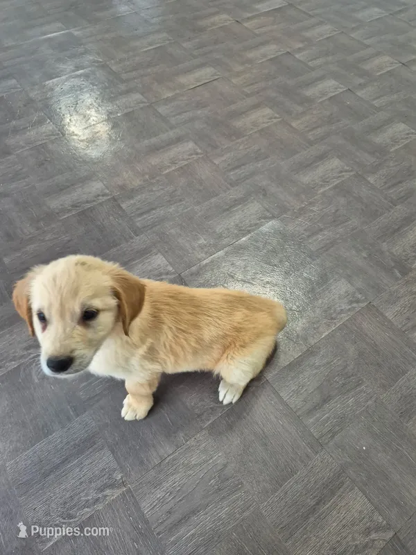 Banks – Golden Retriever puppy for sale in Bristol, VA