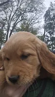 Penny, a female Golden Retriever for sale in Bristol, VA – 1 of 3