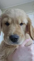Buck, a male Golden Retriever for sale in Bristol, VA – 1 of 3