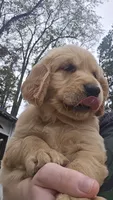 Millie, a female Golden Retriever for sale in Bristol, VA – 1 of 3