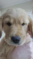 Buck, a male Golden Retriever for sale in Bristol, VA – 2 of 3