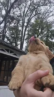 Millie, a female Golden Retriever for sale in Bristol, VA – 2 of 3