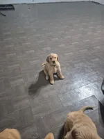 Penny, a female Golden Retriever for sale in Bristol, VA – 3 of 3