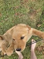 Penny, a female Golden Retriever for sale in Bristol, VA – 2 of 3