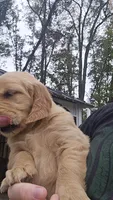 Millie, a female Golden Retriever for sale in Bristol, VA – 3 of 3