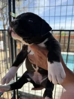 Panda-Girl, a female American Pit Bull Terrier for sale in Palm Springs, CA – Photo 4 of 9