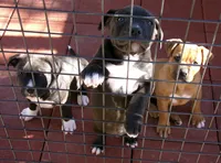 Panda-Girl, a female American Pit Bull Terrier for sale in Palm Springs, CA – Photo 8 of 8