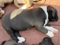 Panda-Girl, a female American Pit Bull Terrier for sale in Palm Springs, CA – Photo 2 of 9